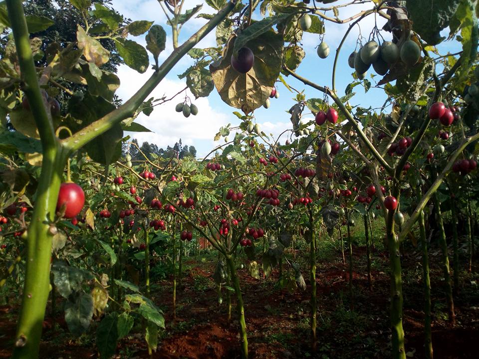 Tree Tomato(Tamarillo Farming)