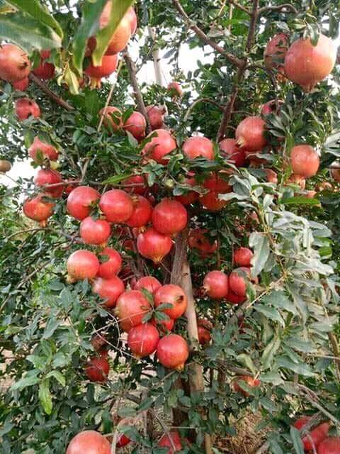 Pomegranate Fruit Farming Tips