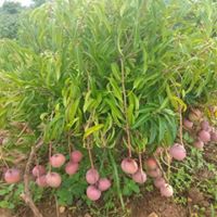 Mango Farming Guide