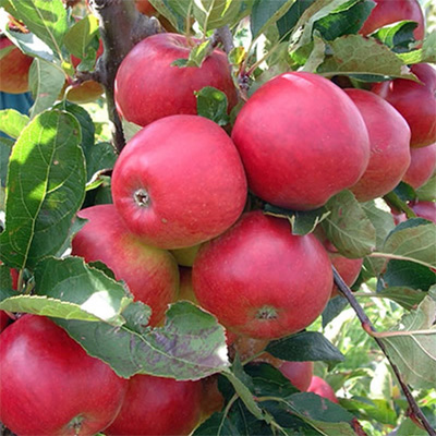 Apple Cultivation Guide In Kenya