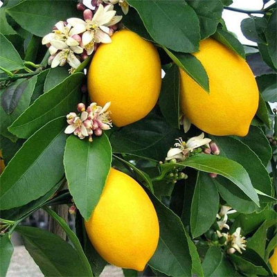 Lemon Fruit Farming in Kenya