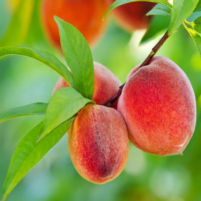 Nectarine; a Fuzzless Peach