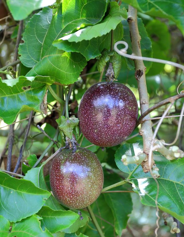 Problems associated with Growing Passion Fruits