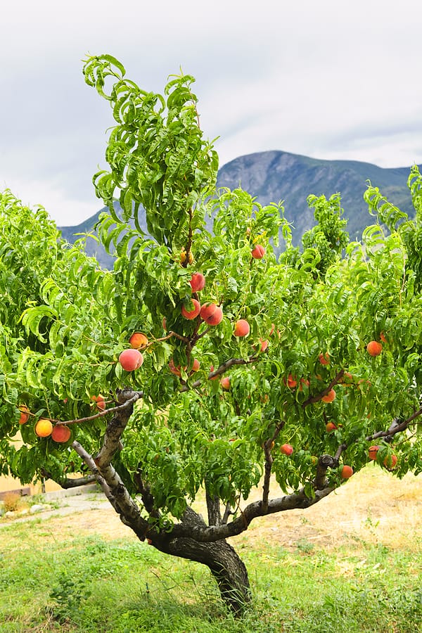 Planting, Growing, and Harvesting Peaches