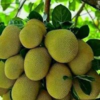 Jackfruit, “The World’s Largest Fruit” Info