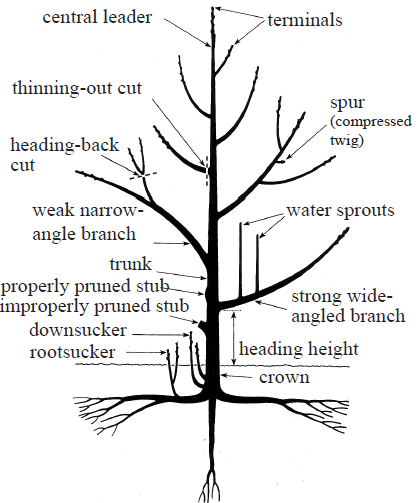 Why Is It Important To Prune Fruit Trees?