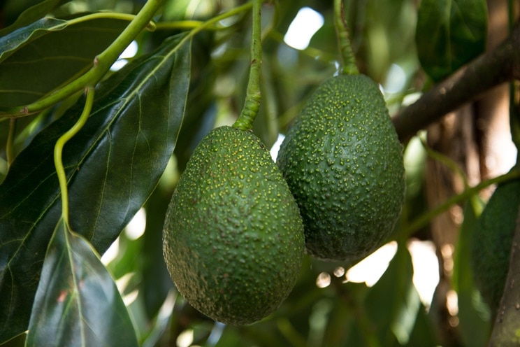 Zimbabwe to export 5 000t of hass avocado