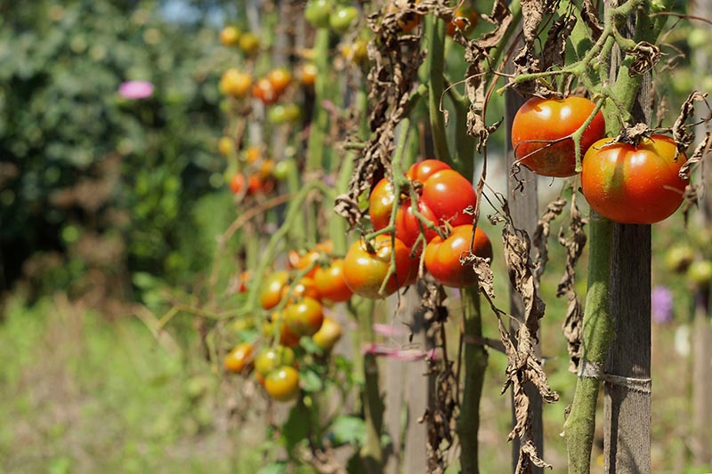 Its that cold season, watch out for this serious tomatao diseases