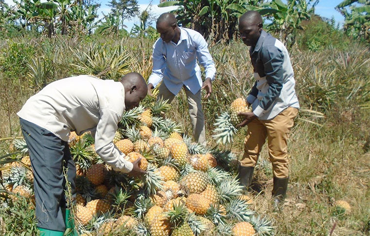 Pineapple farming juicing farmers’ pockets, a good venture to consider