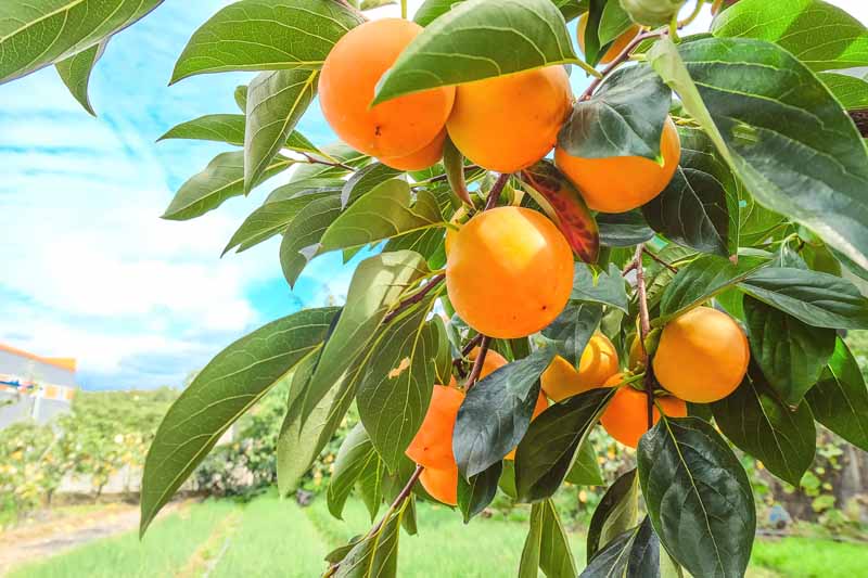A complete guide on how to grow persimmon fruits