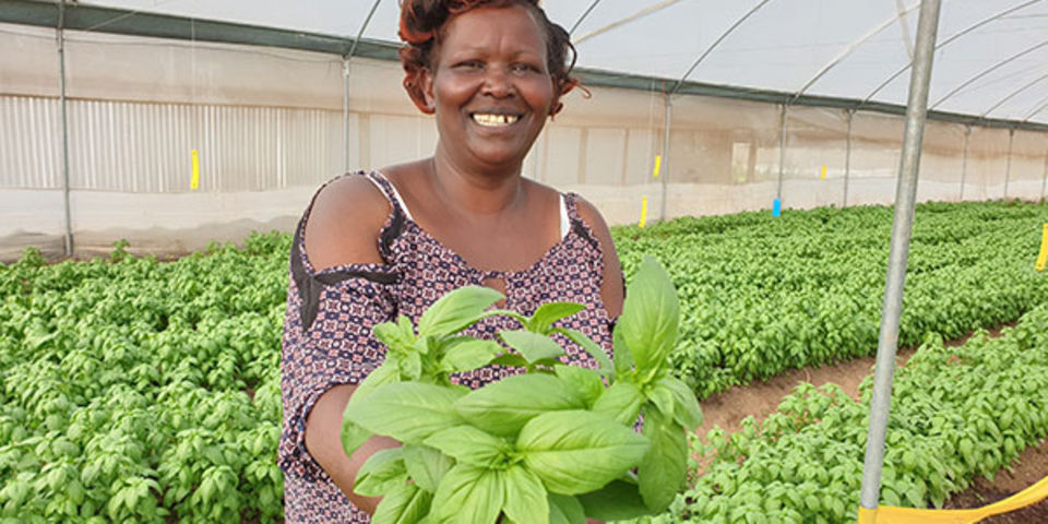 How farmers can tap into herbs farming in Kenya