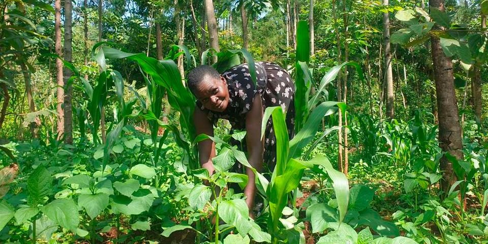 Farmers reaping big from fruit agro-forestry in Bungoma county