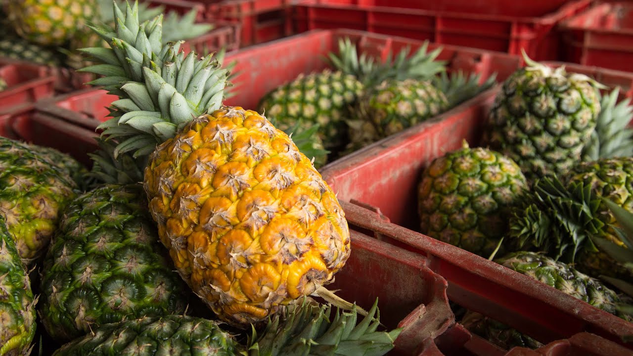 Ghana sees 6% drop in pineapple exports in 2021