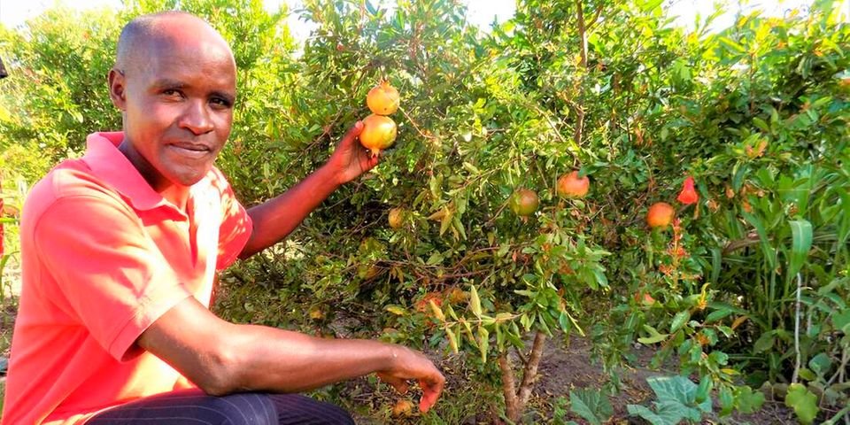 Joy of running a mixed fruit farm in Machakos