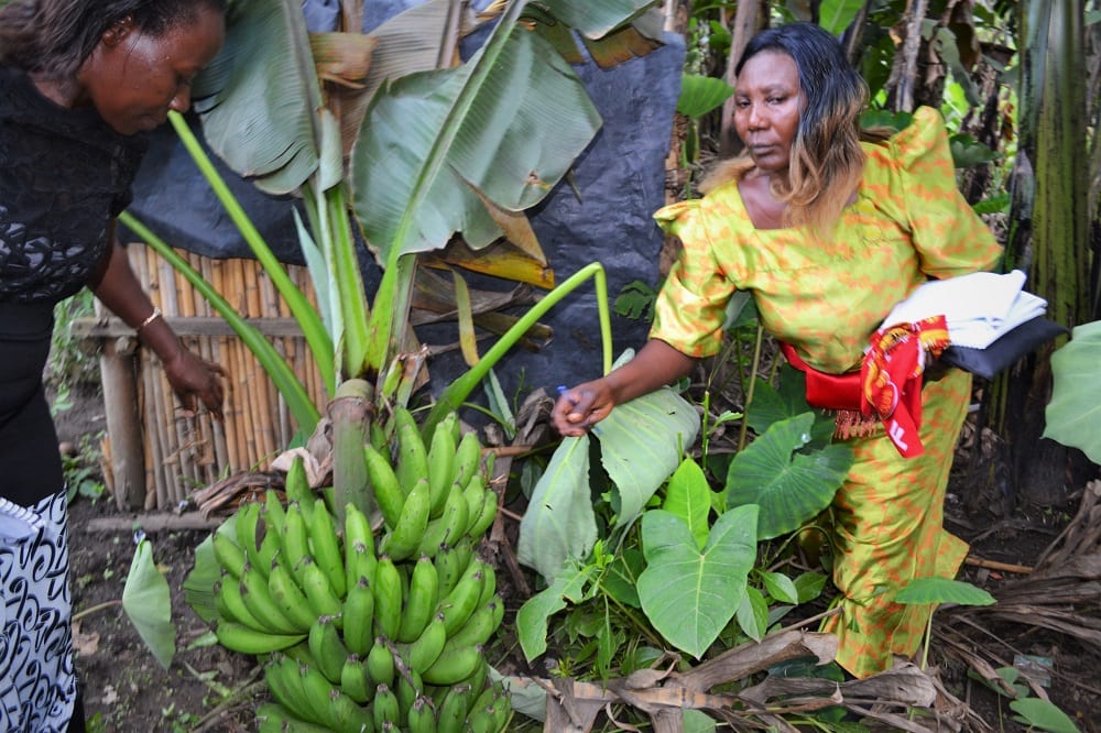 Insights on banana production from a veteran farmer