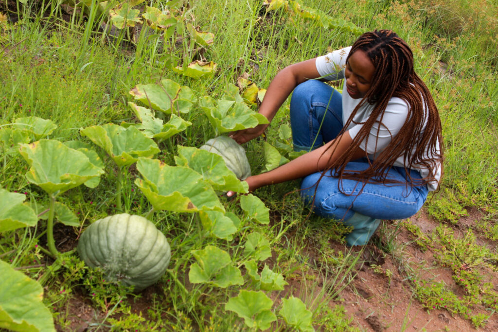 guide-to-pumpkin-farming-in-kenya-oxfarm-organic-ltd