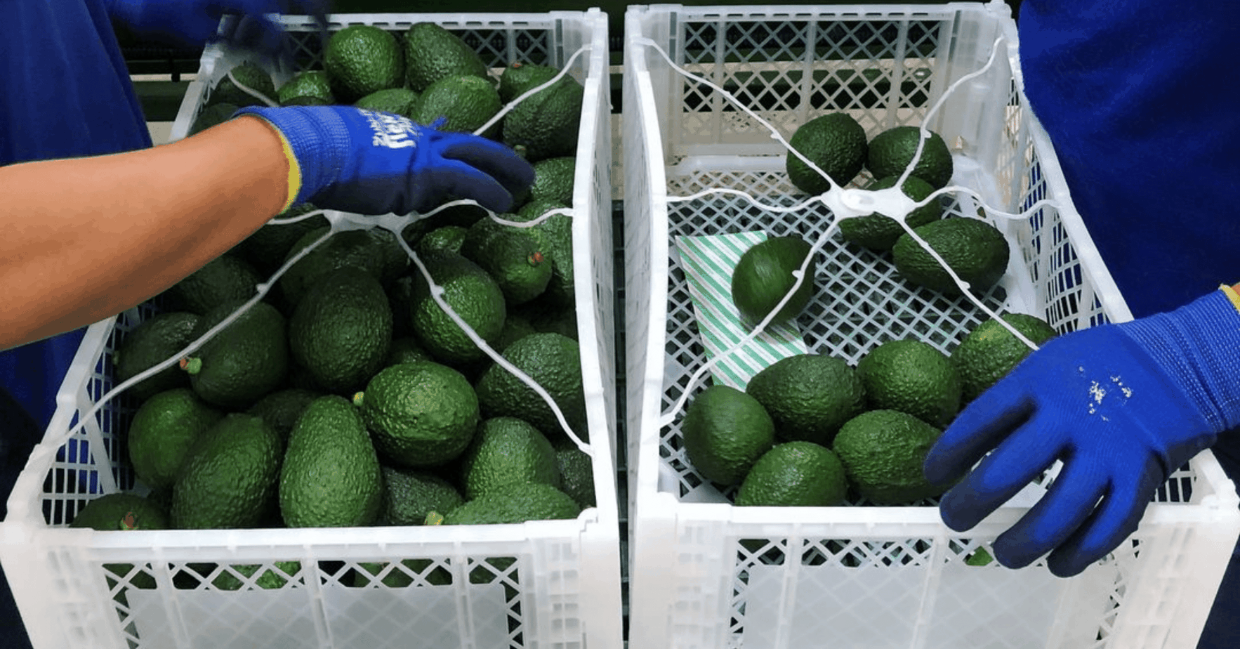 Safeguarding Kenya’s avocado export market