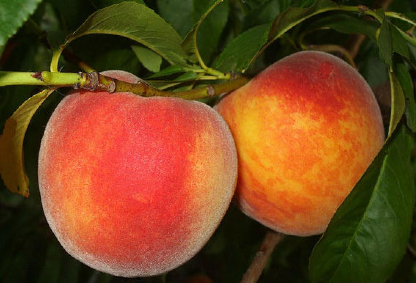 ABCD on Peach Cultivation in Kenya