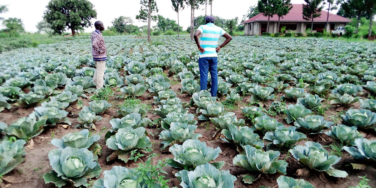 How to grow organic vegetables on your farm for more cash from Uganda’s perspective