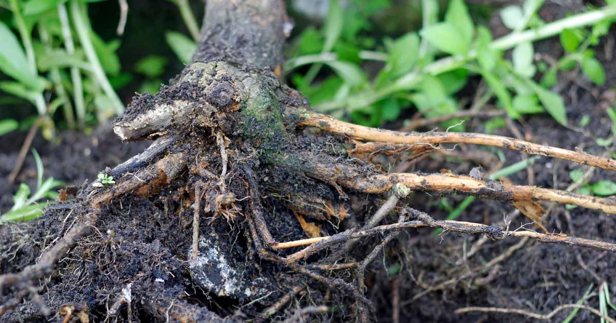 Understanding Soil Diseases