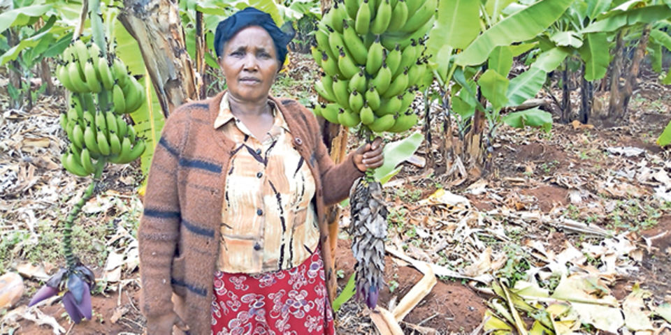 Success Story Of A Tissue Culture Banana In Kirinyaga