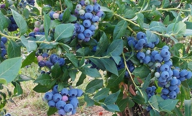 Growing Blueberries from Planting to Harvest