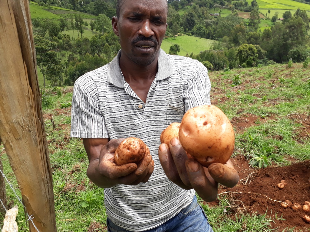 Shortage of potato seeds springs up opportunities
