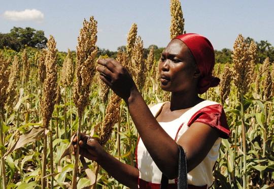 HOW TO START SORGHUM FARMING IN KENYA