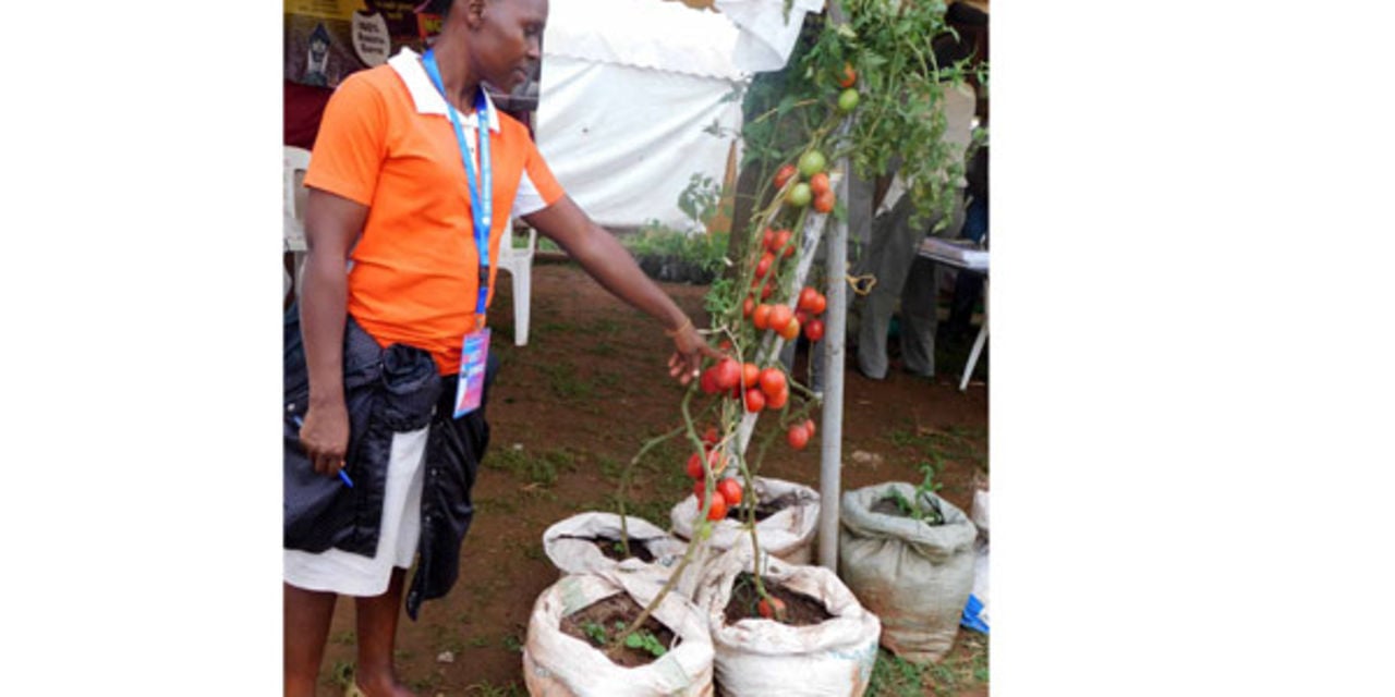 Former teachers’ story of successful urban farming in Uganda