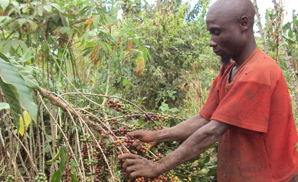 Rampant Coffee Theft Forces Kirinyaga Farmers To Change Tactics