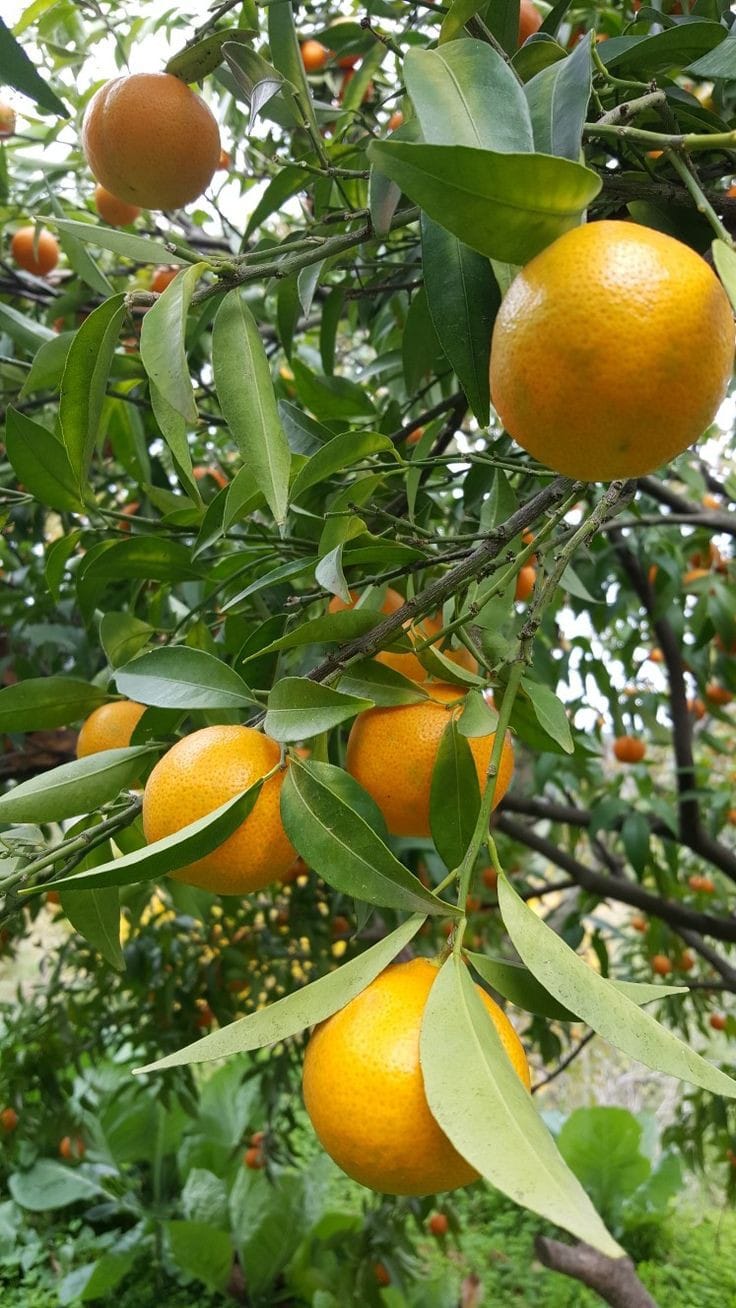 SWEETNESS OF GRAFTED ORANGES AND WHERE TO BUY SEEDLINGS
