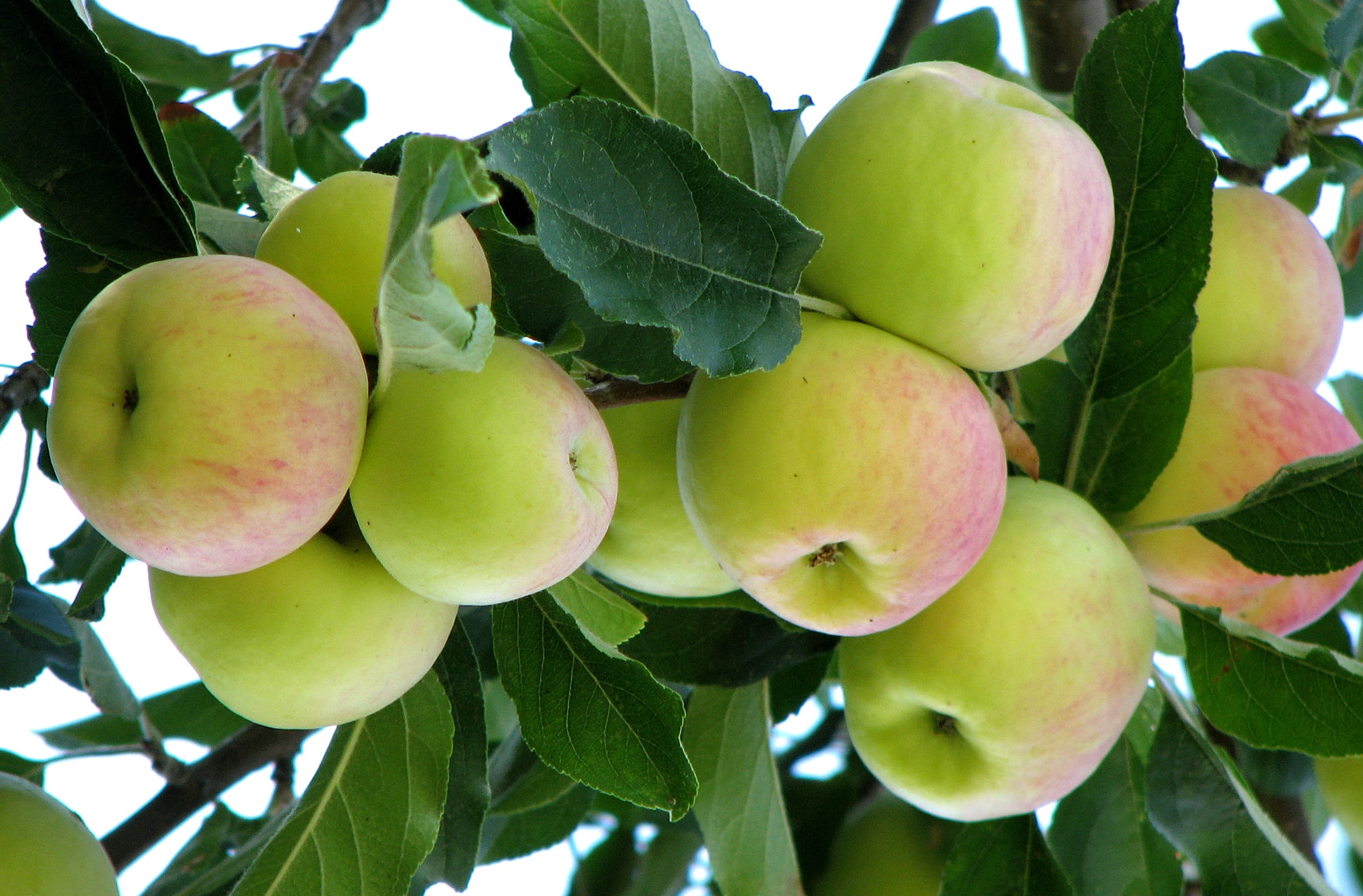 Apple cultivation in Kenya