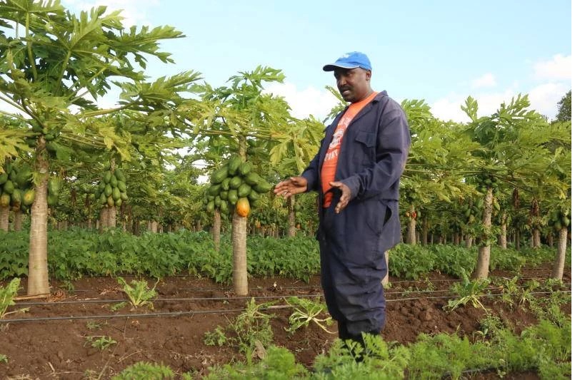 Joy and pain of running big organic farm – Lessons From Fazenda Organico in Nyeri