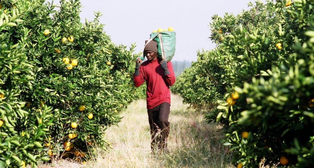 How can I succeed in fruit farming?