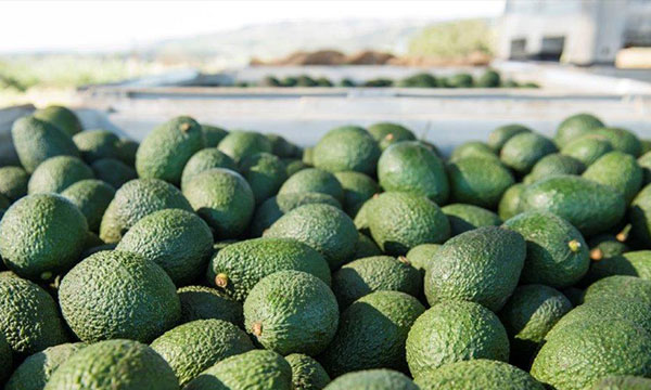 Hass Avocado Farming in Kenya and the Market Outlook