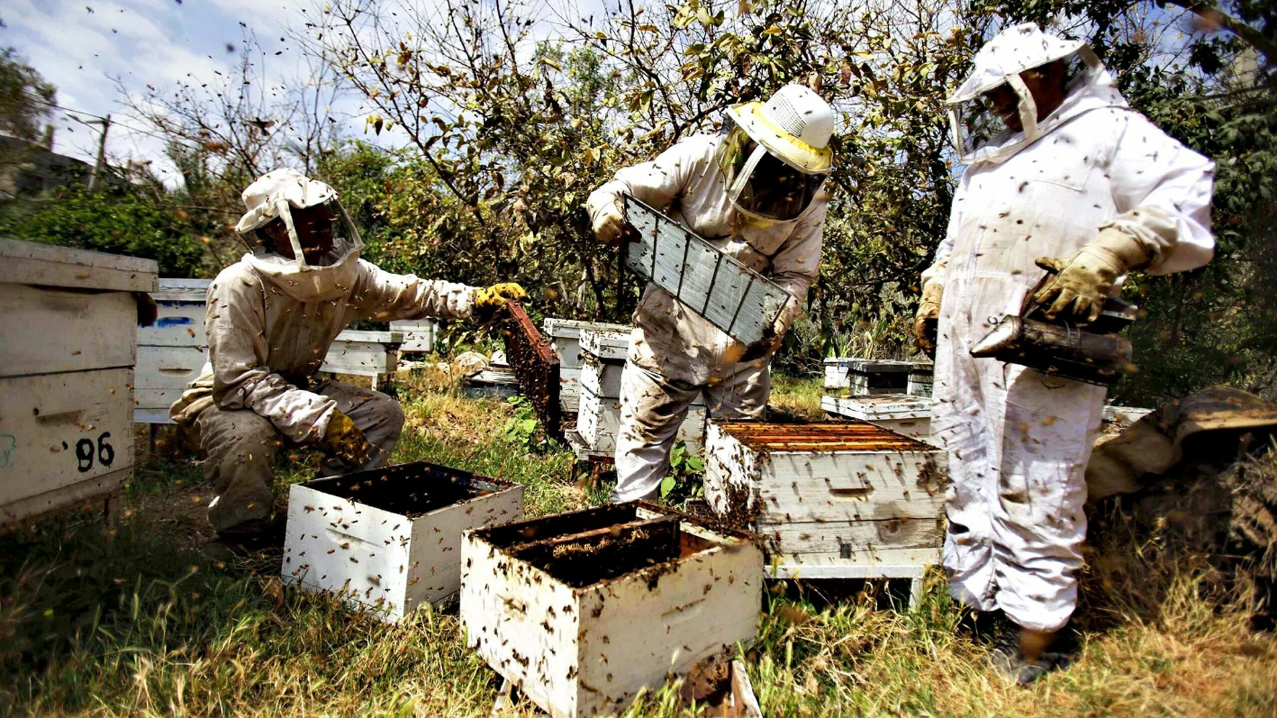 BEE FARMING IN KENYA; How to manage a swarm of bees