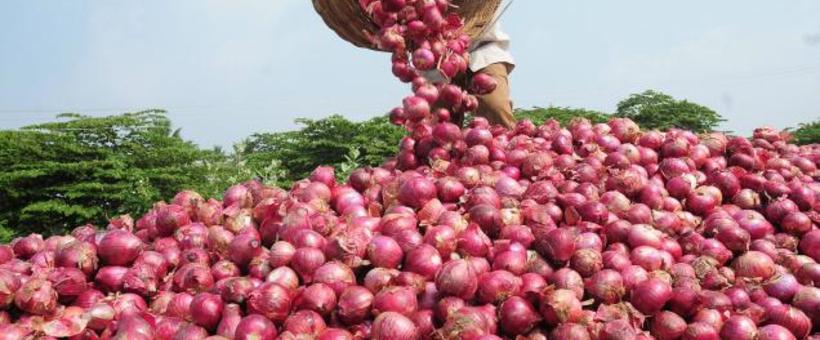 The business of onion farming in Kenya