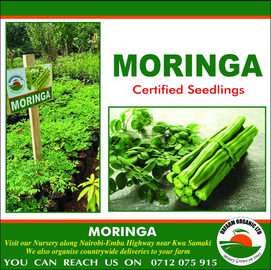 Step by by step method of using moringa plant in poultry farming