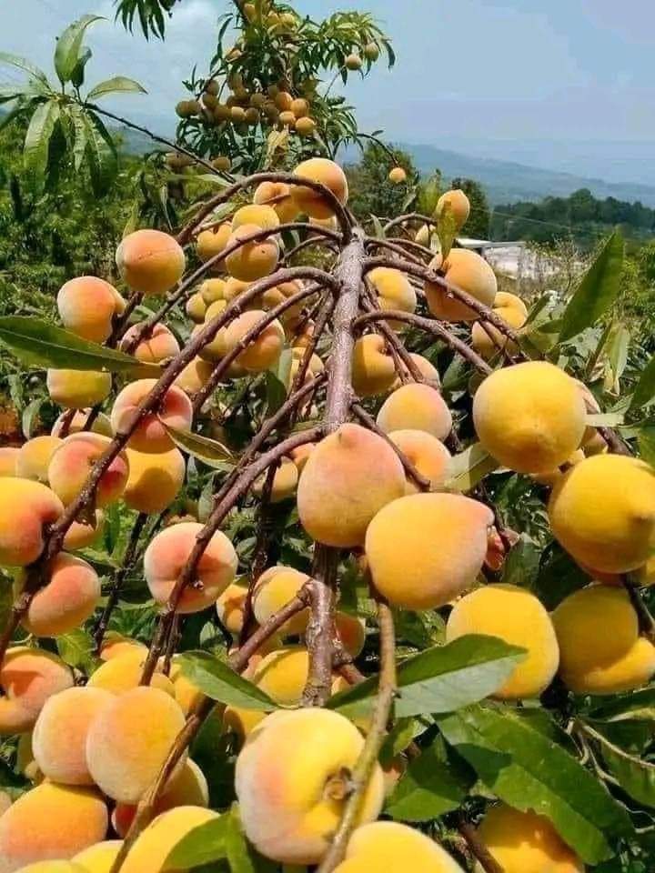 peaches growing manual and different varieties grown in kenya, pest and diseases
