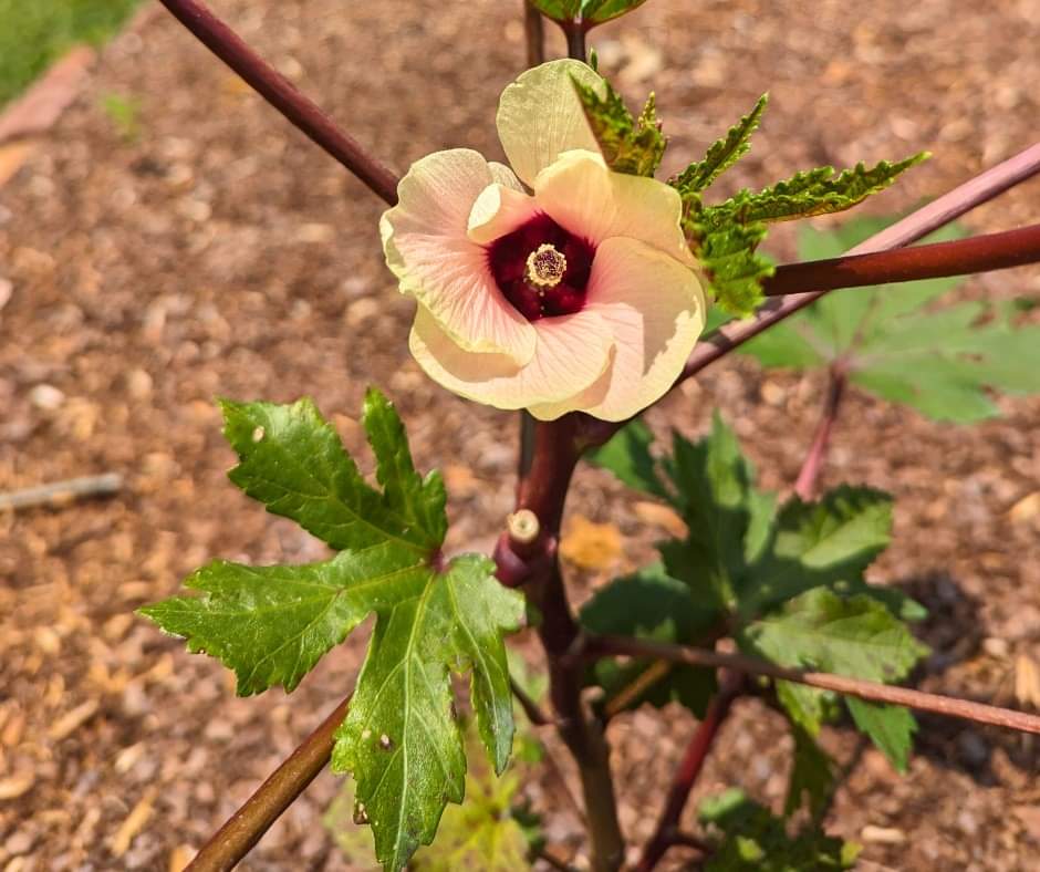 HIBISCUS GROWING MANUAL, HEALTH BENEFITS AND GROWING MANUAL